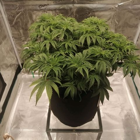 Blackberry Nuggets growlog timeline photo