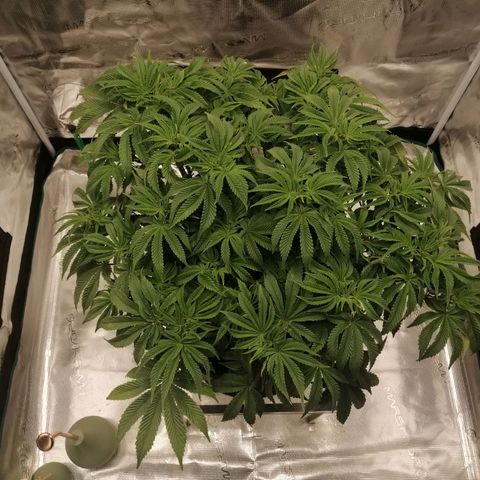 Blackberry Nuggets growlog timeline photo