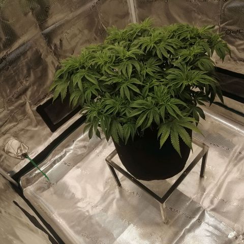 Blackberry Nuggets growlog timeline photo