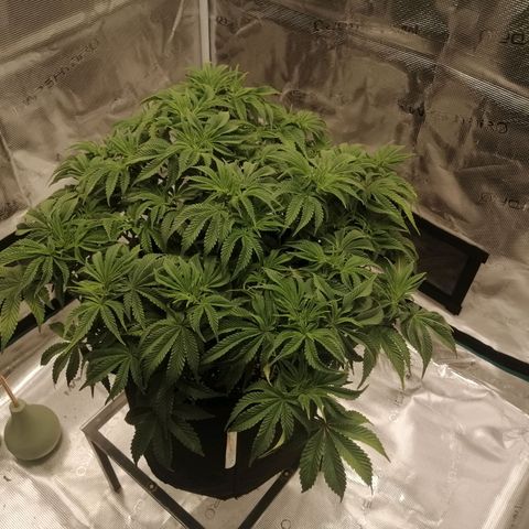 Blackberry Nuggets growlog timeline photo