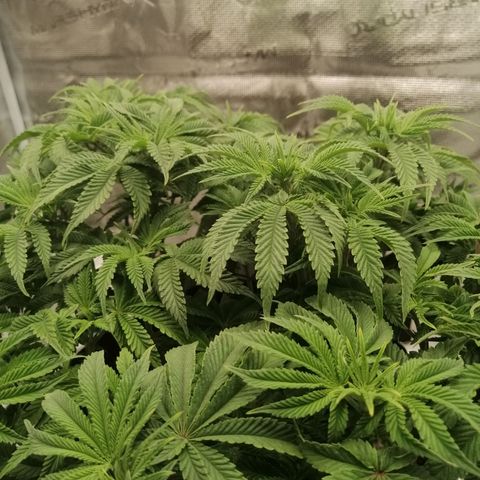 Blackberry Nuggets growlog timeline photo