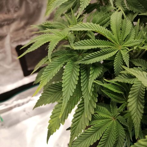 Blackberry Nuggets growlog timeline photo