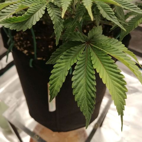 Blackberry Nuggets growlog timeline photo