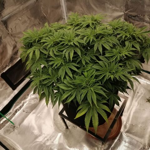 Blackberry Nuggets growlog timeline photo
