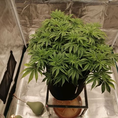 Blackberry Nuggets growlog timeline photo