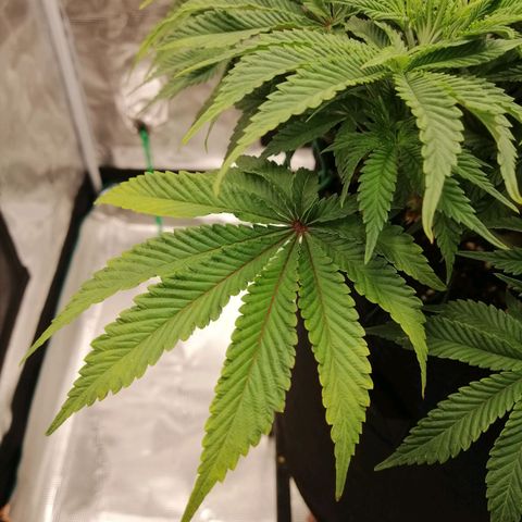 Blackberry Nuggets growlog timeline photo