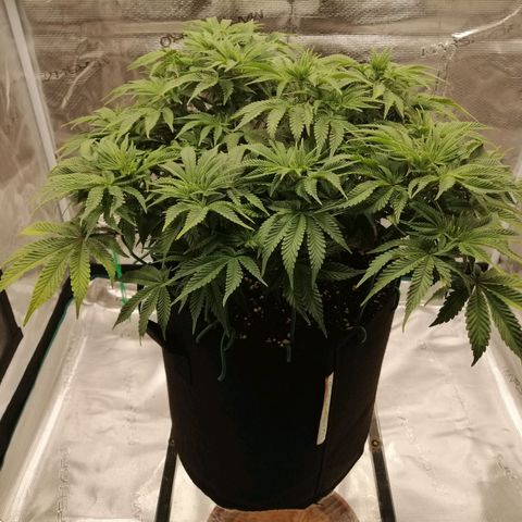 Blackberry Nuggets growlog timeline photo