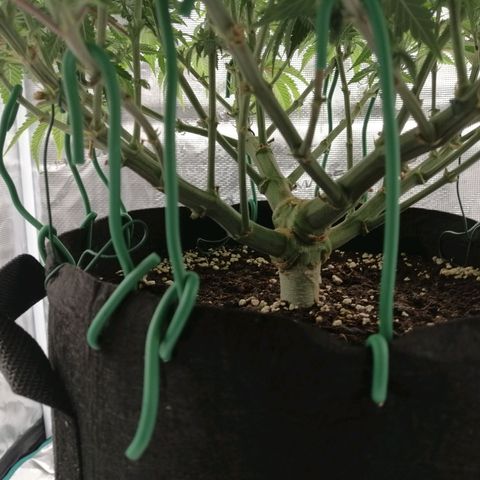 Blackberry Nuggets growlog timeline photo