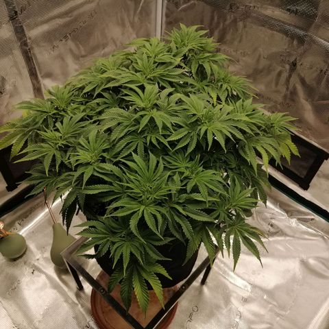 Blackberry Nuggets growlog timeline photo