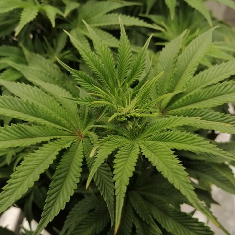 Blackberry Nuggets growlog timeline photo