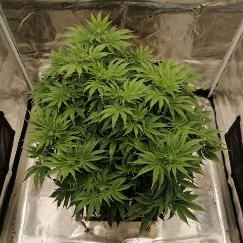 Blackberry Nuggets growlog timeline photo