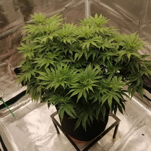 Blackberry Nuggets growlog timeline photo