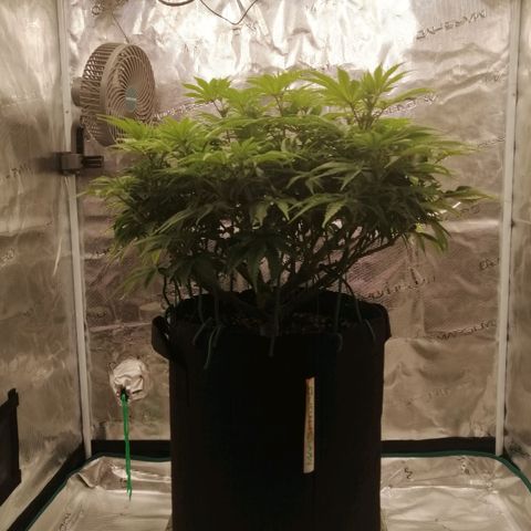 Blackberry Nuggets growlog timeline photo