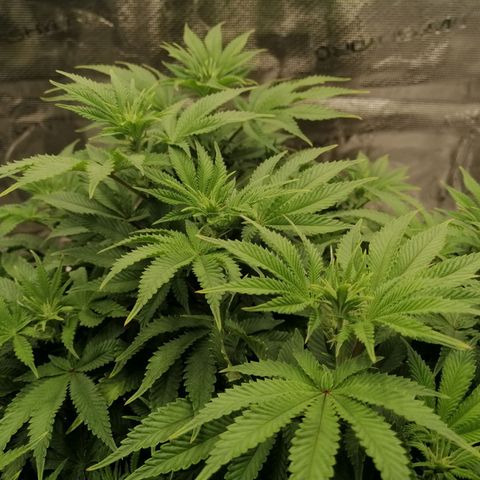 Blackberry Nuggets growlog timeline photo