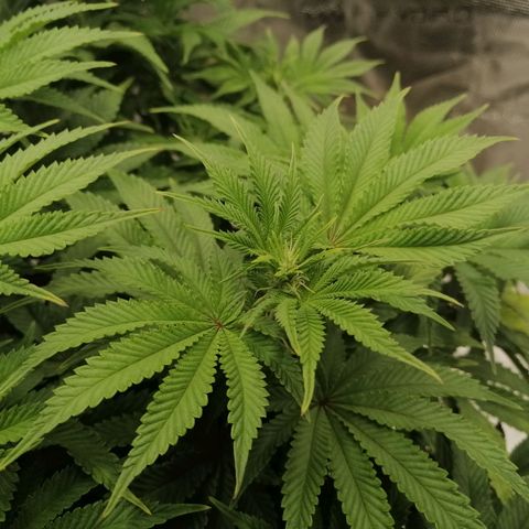 Blackberry Nuggets growlog timeline photo