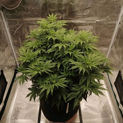 Blackberry Nuggets growlog timeline photo