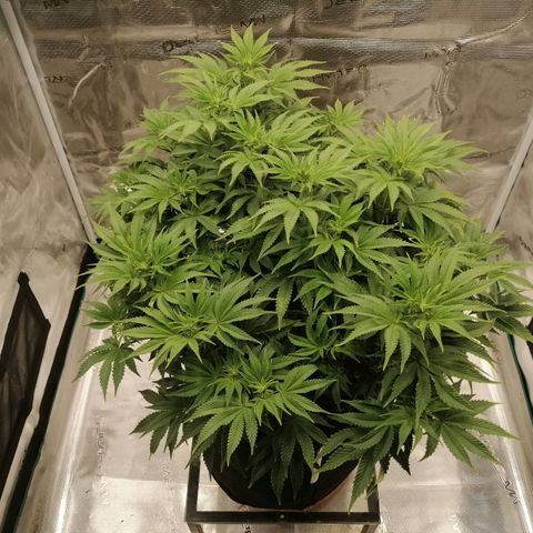 Blackberry Nuggets growlog timeline photo