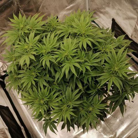 Blackberry Nuggets growlog timeline photo
