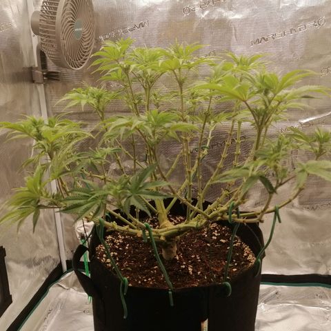 Blackberry Nuggets growlog timeline photo