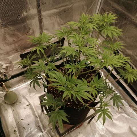 Blackberry Nuggets growlog timeline photo