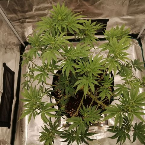 Blackberry Nuggets growlog timeline photo