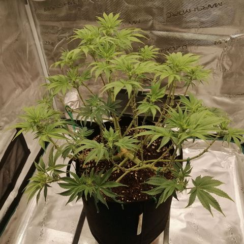Blackberry Nuggets growlog timeline photo