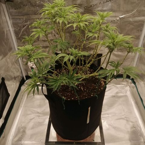 Blackberry Nuggets growlog timeline photo