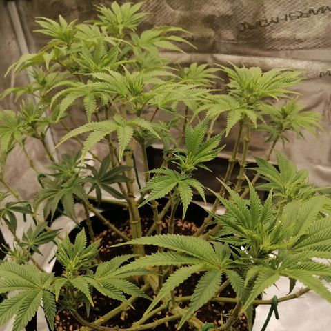 Blackberry Nuggets growlog timeline photo