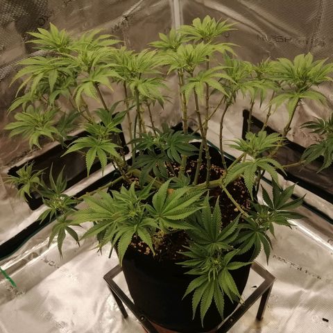 Blackberry Nuggets growlog timeline photo