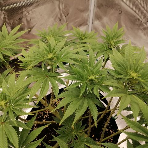 Blackberry Nuggets growlog timeline photo
