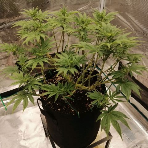 Blackberry Nuggets growlog timeline photo