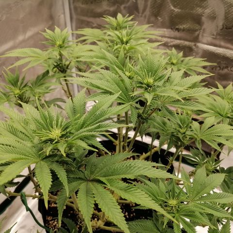 Blackberry Nuggets growlog timeline photo