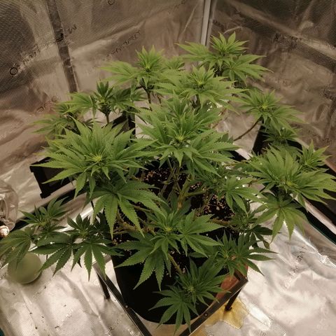 Blackberry Nuggets growlog timeline photo