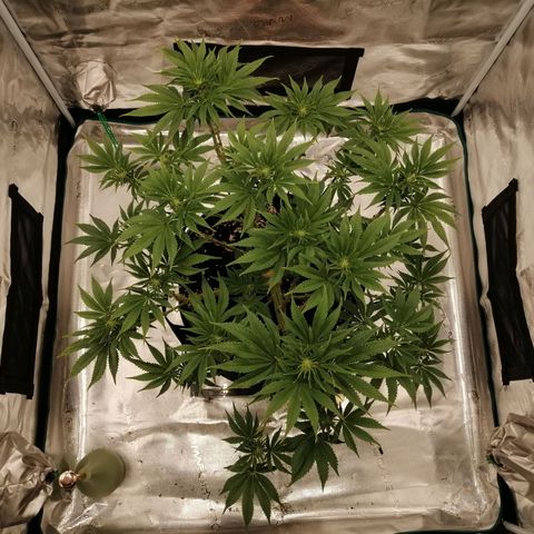 Blackberry Nuggets growlog timeline photo