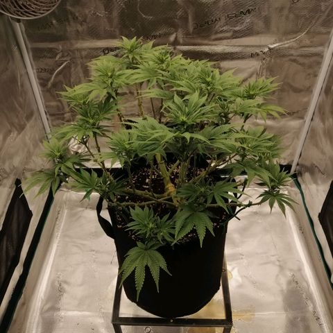 Blackberry Nuggets growlog timeline photo