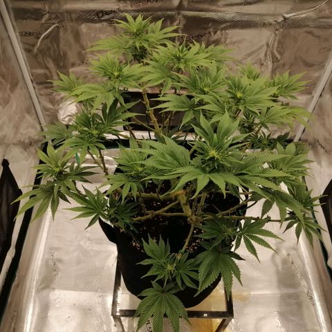 Blackberry Nuggets growlog timeline photo