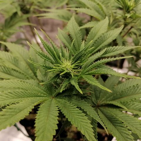 Blackberry Nuggets growlog timeline photo