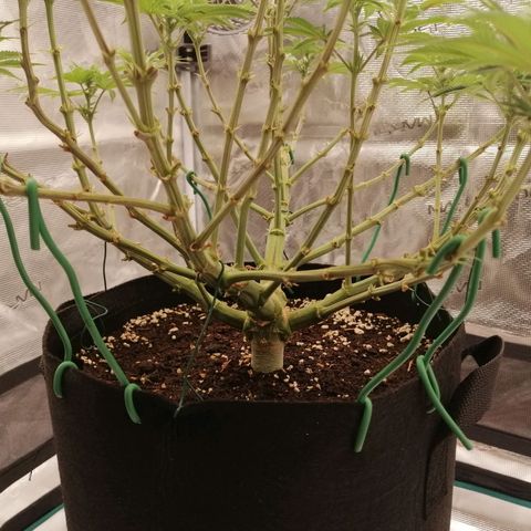 Blackberry Nuggets growlog timeline photo