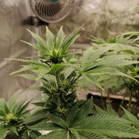 Blackberry Nuggets growlog timeline photo