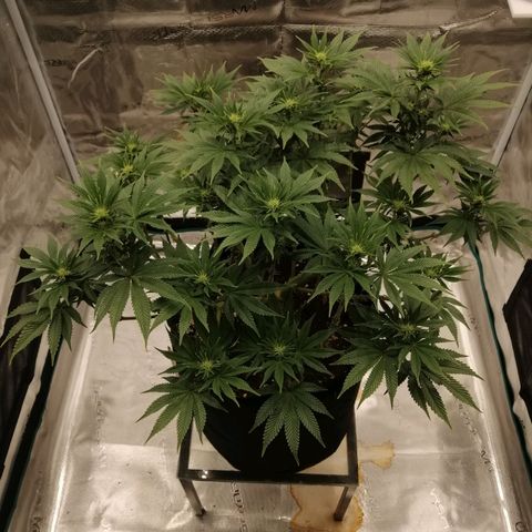 Blackberry Nuggets growlog timeline photo