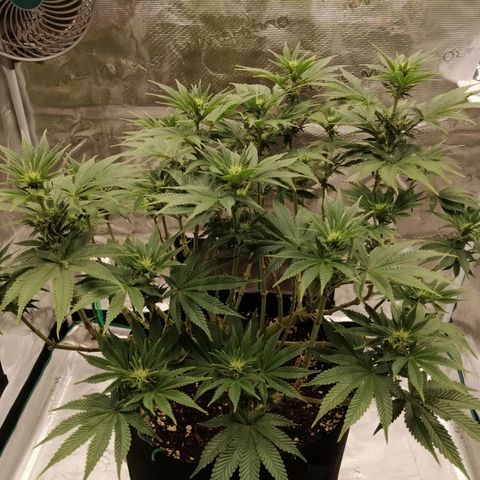 Blackberry Nuggets growlog timeline photo