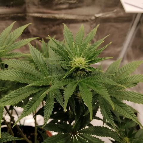 Blackberry Nuggets growlog timeline photo