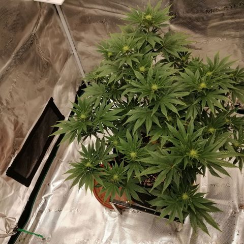 Blackberry Nuggets growlog timeline photo