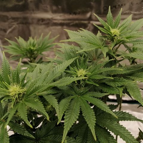 Blackberry Nuggets growlog timeline photo
