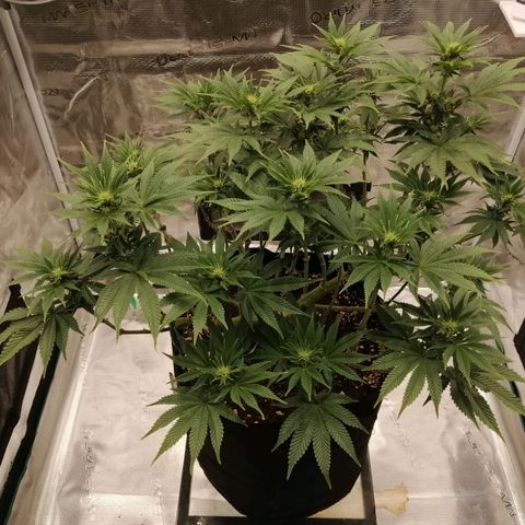 Blackberry Nuggets growlog timeline photo