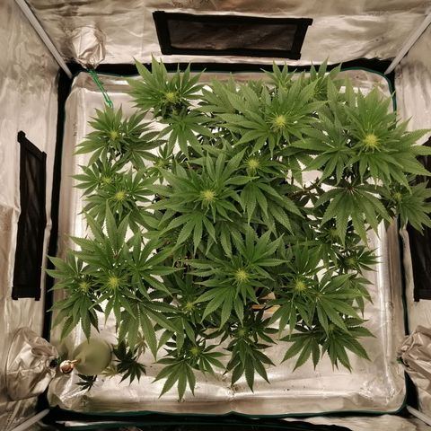 Blackberry Nuggets growlog timeline photo