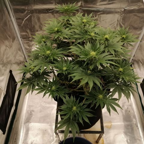 Blackberry Nuggets growlog timeline photo
