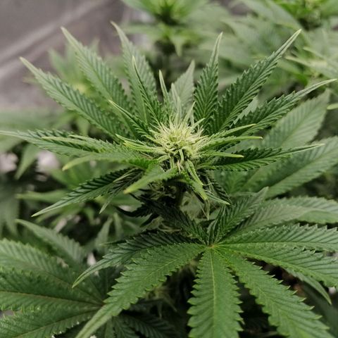 Blackberry Nuggets growlog timeline photo
