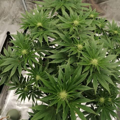 Blackberry Nuggets growlog timeline photo