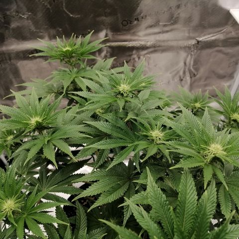 Blackberry Nuggets growlog timeline photo